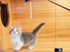 -猫十亿·布偶金渐层·曼基康矮脚猫舍(青年路店)