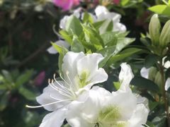 -木兰云雾山