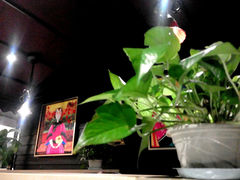 -高第街56号餐厅(泰安万达店)