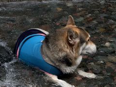 -西岭雪山大飞水景区