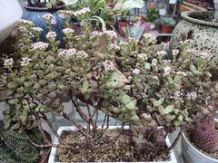 -双季花艺园艺市场(浦东店)