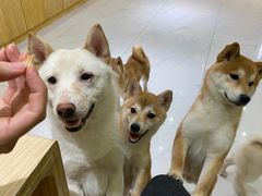 -柴源莊·柴小宠柴犬咖啡
