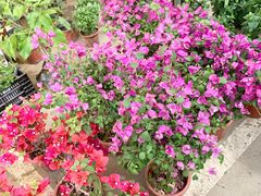 -中环花鸟鱼虫市场