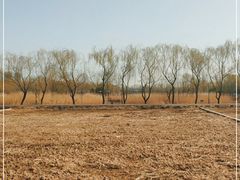 -大兴滨河森林公园