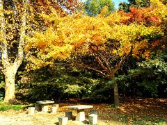 -上海共青森林公园