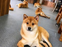 -柴源莊·柴小宠柴犬咖啡