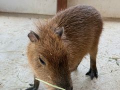 -J Create城市露营咖啡·简餐·宠物(上海动物园店)