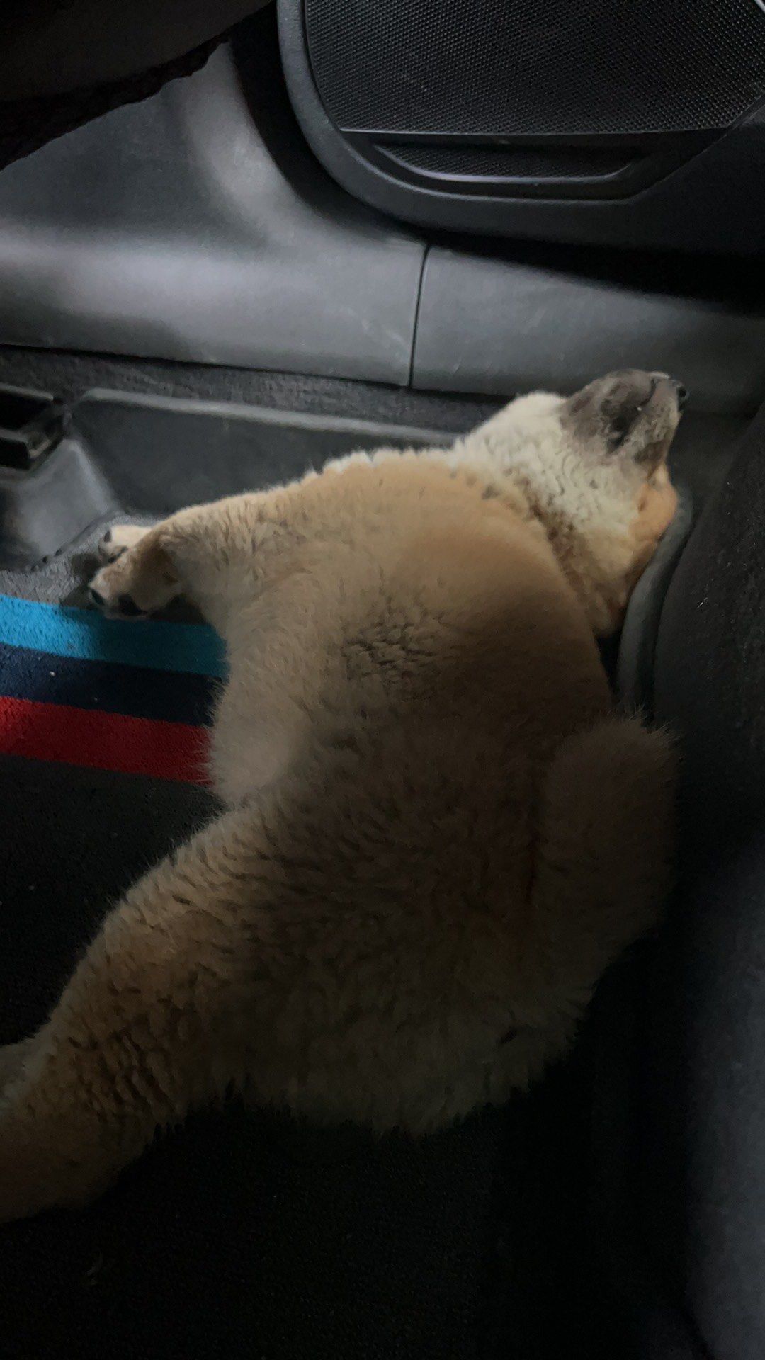 南宁小狗转让信息网站_南宁小狗转让信息网站最新 南宁小狗转让信息网站_南宁小狗转让信息网站最新