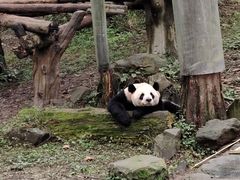 -都江堰中华大熊猫苑