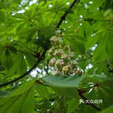 五一赏花指南：北京最美的花儿，这里都有