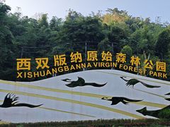 -西双版纳原始森林公园