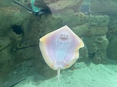 -珠海长隆海洋王国