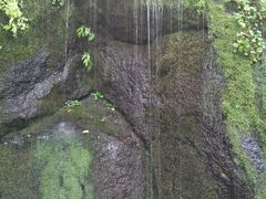 -望天鹅景区