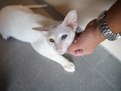 -飞行喵MR PILOT|猫舍·猫咖(静安大融城店)