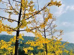 -武陵山森林公园