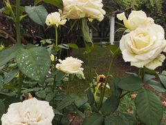 -国家植物园南园