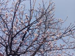 -国际非物质文化遗产博览园