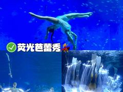 -合肥海洋世界