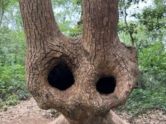 -上海佘山国家森林公园天马山园