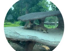 -北京野生动物园