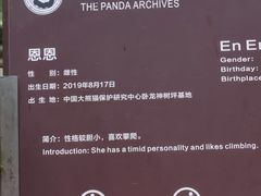-都江堰中华大熊猫苑