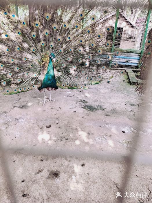 八大山人梅湖景区图片