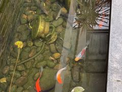 -生态苑农庄(十里画廊遇龙河店)