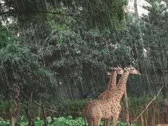 -广州长隆野生动物世界