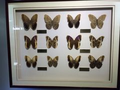 上海昆虫博物馆-上海昆虫博物馆