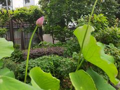 -东山雕花楼