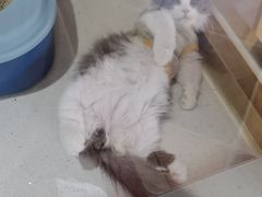-糯米喵星人总部直营旗舰店·猫舍·幼猫出售