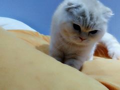 -喵的天空名猫咖啡馆·撸猫·猫舍·用品