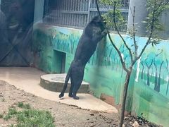 -昆明动物园