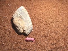 -上海大自然野生昆虫馆(东方明珠·爬宠昆虫探索中心)