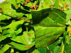 -小团圆餐厅(豪布斯卡店)