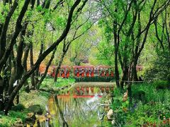 -上海共青森林公园