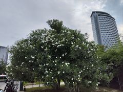 -天鹅湖体育公园