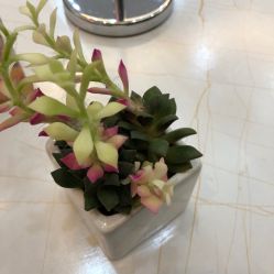 -欧扬医疗美容