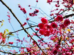 -南山植物园