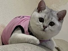-喵zoo家庭繁育猫舍(尖东智能花园店)