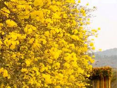-高东镇樱花园