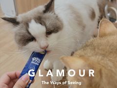 -唐小姐の私宠·宠物洗护美容·撸猫馆·购宠(周浦万达旗舰店)