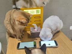 -藏猫猫咖啡主题馆(中央大道店)