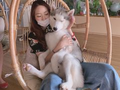 -Husky Go! 哈士奇体验馆·宠物咖啡厅狗咖