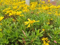 -昆山城市生态森林公园