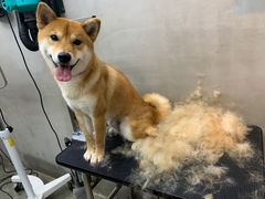 -PETKIT小佩宠物·低压洗护(国顺东路店)