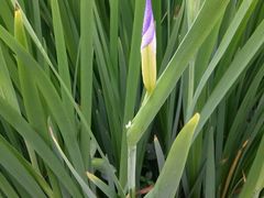 -松山湖梦幻百花洲