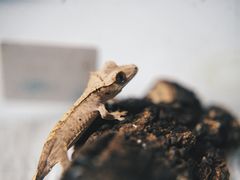 -酷以爬仙阁实体爬宠店·守宫·蜥蜴·专业繁育