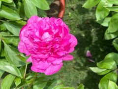 -广西壮族自治区药用植物园
