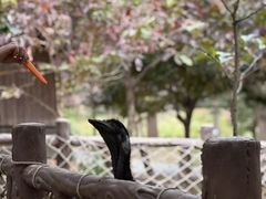 -佛冈森波拉度假区